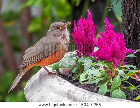Rufous-bellied Thrush bird also kwon as Sabia Laranjeira in a vase with beautiful pink flowers