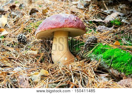 White mushrooms, grow in the forest among the moss.