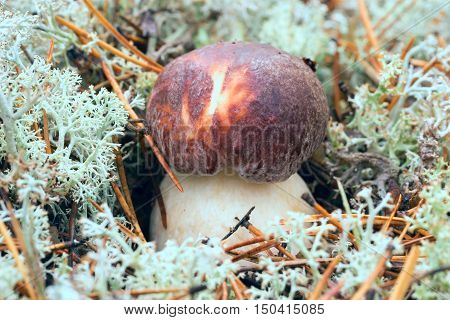 White mushrooms, grow in the forest among the moss.