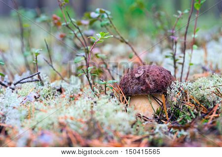 White mushrooms, grow in the forest among the moss.