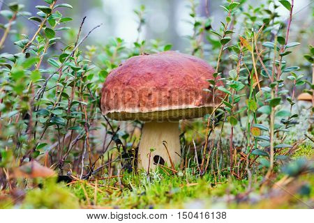 White mushrooms, grow in the forest among the moss.