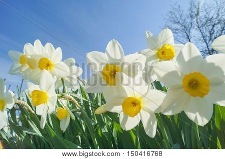 Natural flowers daffodils growing in the garden on the sky background