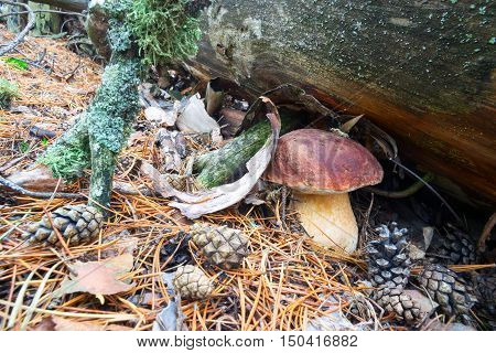 White mushrooms, grow in the forest among the moss.