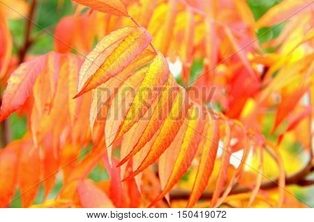 Burst of Autumn Rhus typhina - orange, red and yellow colors