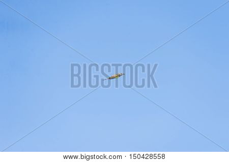 Great Crested Flycatcher (Myiarchus crinitus) with wings back