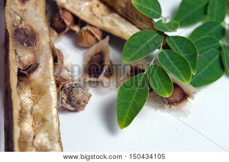 Moringa Leaf And Seed On White Background