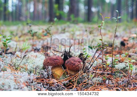 White mushrooms, grow in the forest among the moss.