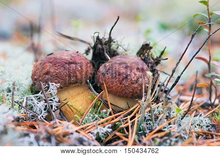 White mushrooms, grow in the forest among the moss.