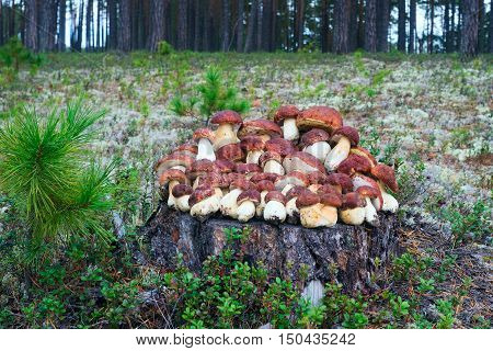 White mushrooms, grow in the forest among the moss.