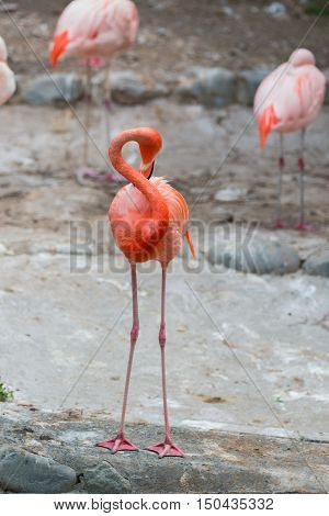 Caribbean Flamingos Or Caribbean Flamingos.