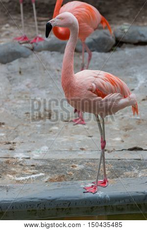 Caribbean Flamingos Or Caribbean Flamingos.
