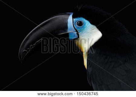 Close-up Channel-billed Toucan, Ramphastos vitellinus, portrait of bird with large beak Isolated on Black Background