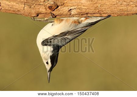 White-breasted Nuthatch (sitta carolinensis) upside down on a tree trunk with a green background