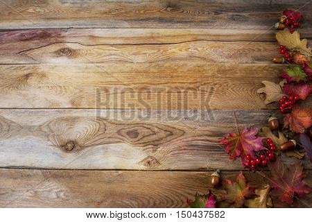 Thanksgiving greeting background with berries acorn and fall maple leaves . Thanksgiving background with seasonal symbols. Copy space.
