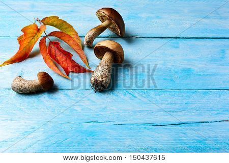 Fall background with forest picking mushrooms and fall leaves. Forest mushrooms on the blue wooden background. Copy space.