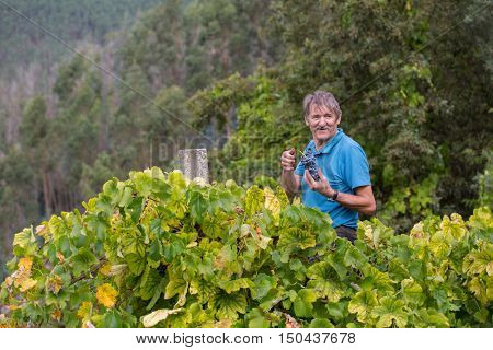 BOURO - OCTOBER 5: Farmer picking grapes during harvest at a vineyard on October 5, 2016 in Bouro, Portugal. The region of Minho