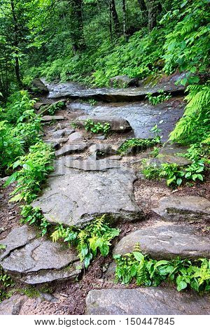 Scenes Along Appalachian Trail In Great Smoky Mountains