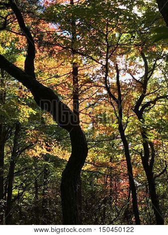 Colorful trees at Kinzua and the beautiful view of the brightness from the sunshine on them