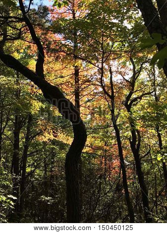 Closeup of the colors in the trees at Kinzua