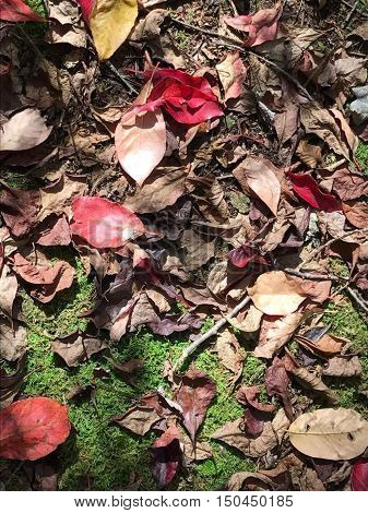 Beautiful red leaves on the ground at Kinzua