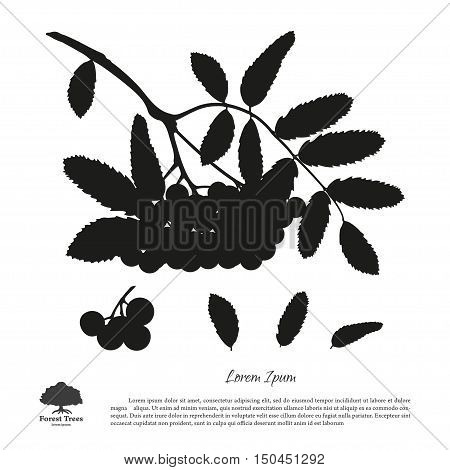 Silhouette of branch of rowan on a white background. Autumn and summer mountain ash. Vector illustration