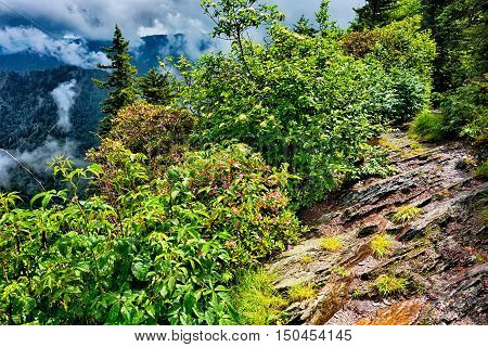 Scenes Along Appalachian Trail In Great Smoky Mountains