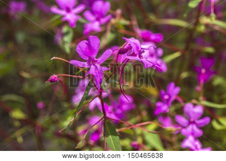 Pink Flower (Impatiens patula Craib)  in field, umpang, Tak, Thailand / (Sentsitive focus)