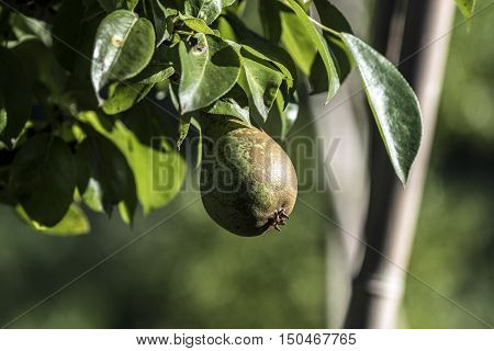 big green ripe pear on the tree outdoor macro closeup