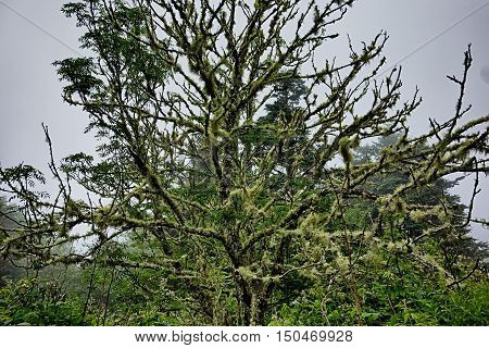 Scenes Along Appalachian Trail In Great Smoky Mountains