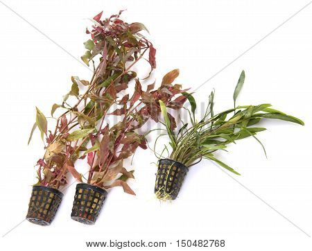 aquarium plant in front of white background