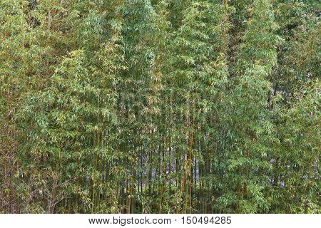 Bamboo