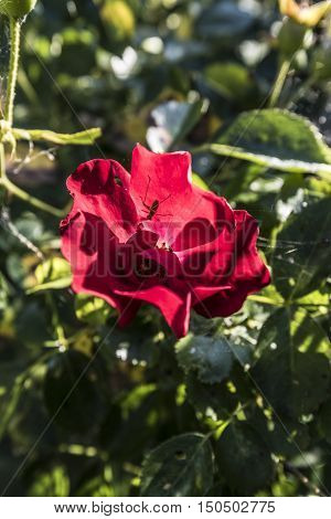 bright red rose flower outdoor macro closeup