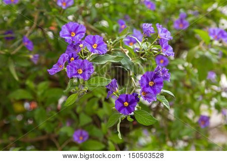 Closeup of purple flower with yellow stamen in the garden, Solanum rantonnetii in the Solanaceae family