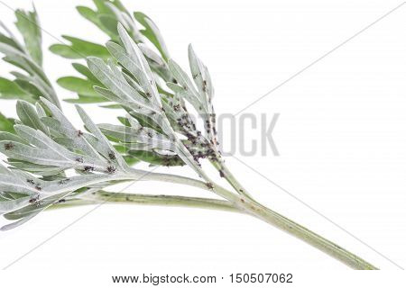 Pests, plants diseases. Aphid on a plant