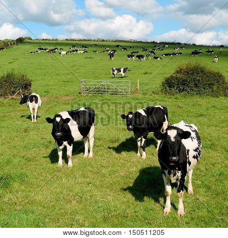 Herd of Holstein Friesians breed of dairy cows graze on a farmland in Dorset England