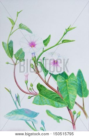 Watercolor painting original realistic herb of morning glory and green leaves in white background. Original painting