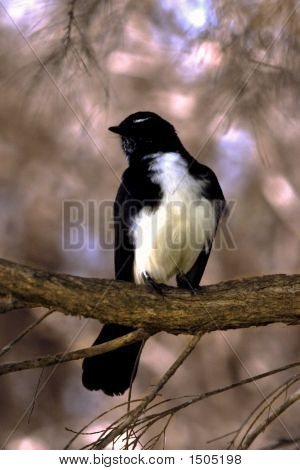 Willy Wagtail sul ramo