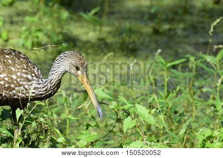 Limpkin southern Florida bird along Gulf of Mexico