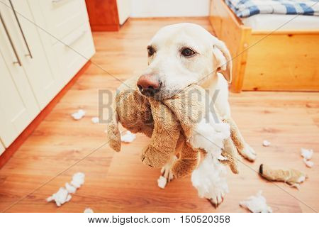 Naughty Dog Home Alone