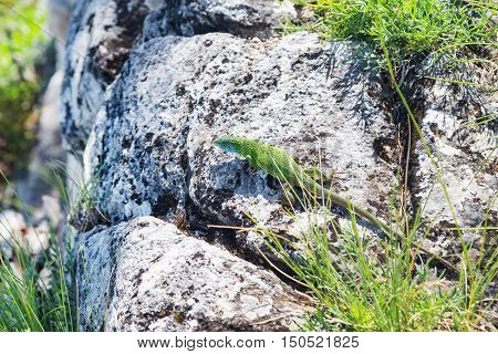 Lacerta viridis, Lacerta bilineata, green lizard with blue head