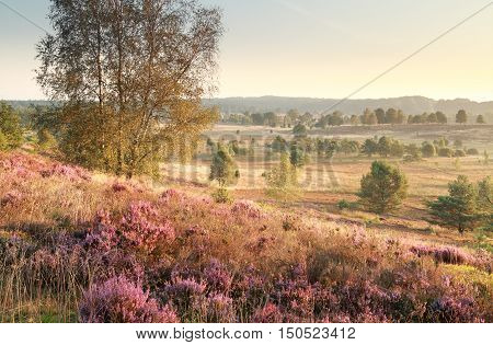 hills with heather flowers in morning sunlight