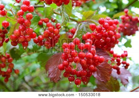 Bunches of red viburnum berries with raindrops at the end of summer season. Fresh organic guelder rose with green leaves in village garden. Seasonal fruit fall harvest and medicinal plant concept.