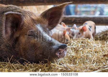 A pig is resting in the straw while her newborn piglets are playing in the background