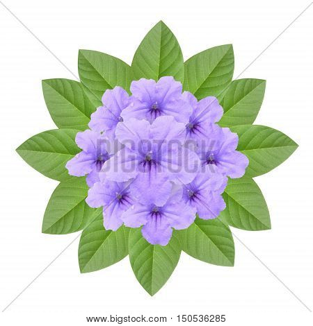 purple ruellia tuberosa flower on white background