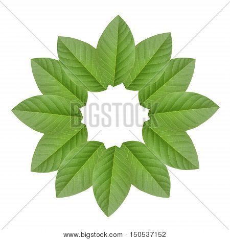 fresh green Annona squamosa leaves on white background