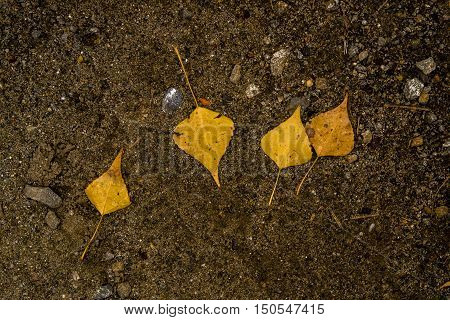 Yellow leaves on the asphalt, autumn, colors of autumn, fall, autumn pattern, autumn background, yellow leaf, autumn texture, four yellow leaves, fall back, autumn back