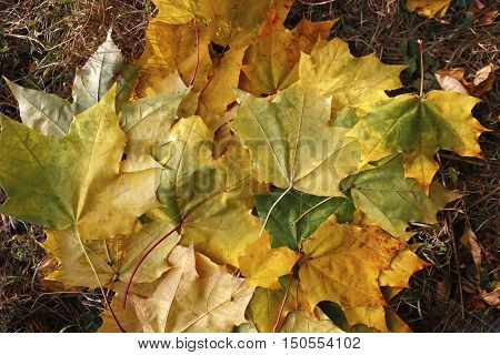 beautiful scenery and autumn elements with views of the nature of the photos micro-stock