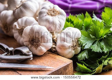 Garlic. Bunch of fresh garlic with celery herbs.