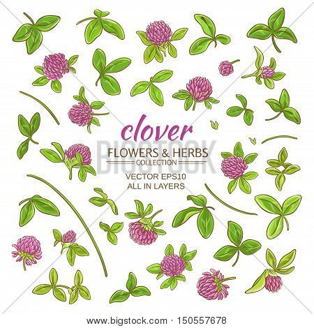 clover plant vector set on white background