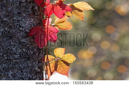 Red and yellow leaf suitable as autumn widescreen display background